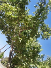 Platanus