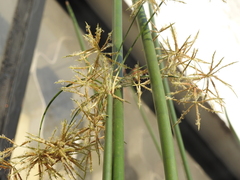 Cyperus articulatus