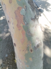 Platanus