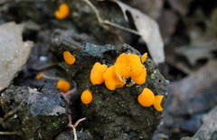 Ramsbottomia crechqueraultii