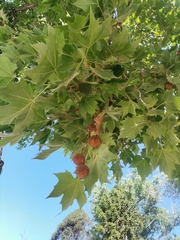 Platanus