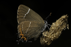 Satyrium w-album