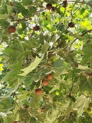 Platanus