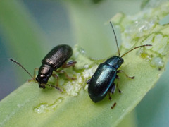 Aphthona