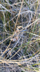Juncus balticus