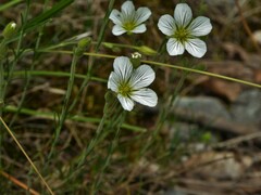 Cherleria capillacea