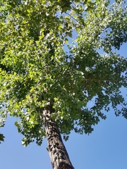 Populus deltoides