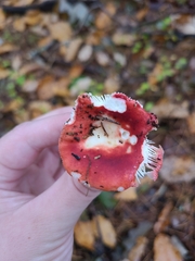 Russula atropurpurea