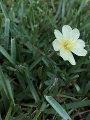 Oenothera triloba