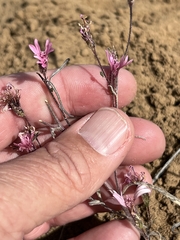 Palafoxia sphacelata