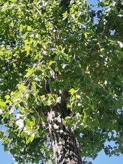 Populus deltoides