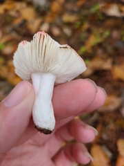 Russula atropurpurea