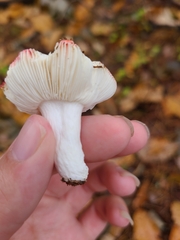 Russula atropurpurea