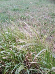 Lolium multiflorum