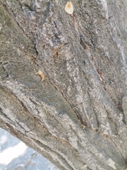 Populus deltoides