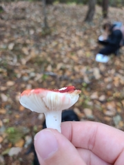 Russula atropurpurea