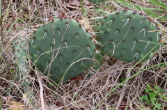 Opuntia gilvescens