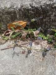 Spermacoce ocymoides