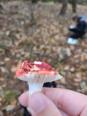 Russula atropurpurea