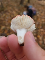 Russula atropurpurea