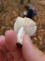 Russula atropurpurea