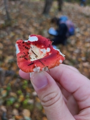 Russula atropurpurea