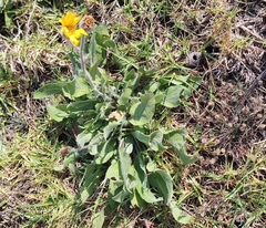 Heterotheca inuloides