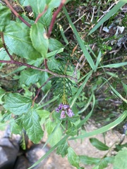 Phyllodoce empetriformis