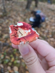 Russula atropurpurea
