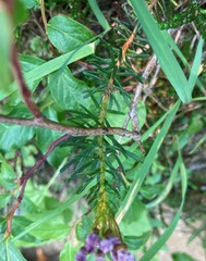 Phyllodoce empetriformis