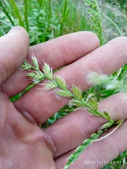 Lolium multiflorum