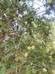 Quillaja