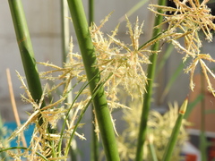 Cyperus articulatus