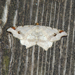 Macaria alternata