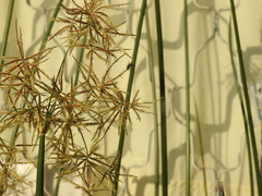 Cyperus articulatus