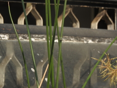 Cyperus articulatus