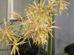 Cyperus articulatus