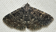 Metalectra tantillus