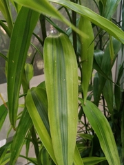 Dracaena sanderiana