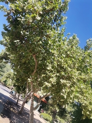 Platanus