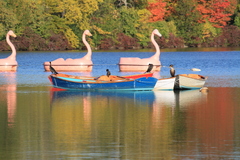 Nannopterum brasilianum