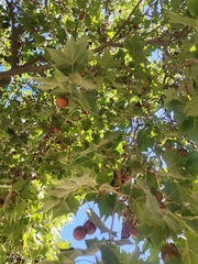 Platanus