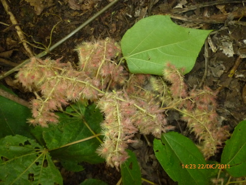 Heliocarpus americanus
