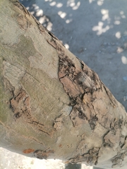 Platanus
