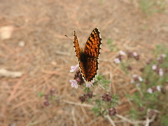 Melitaea