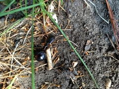 Coleoptera