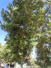 Platanus