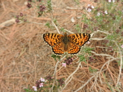 Melitaea
