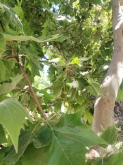 Platanus