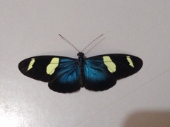 Heliconius sara sara